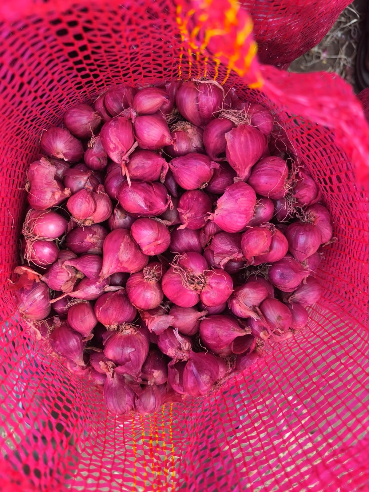 Shallot red onion produce